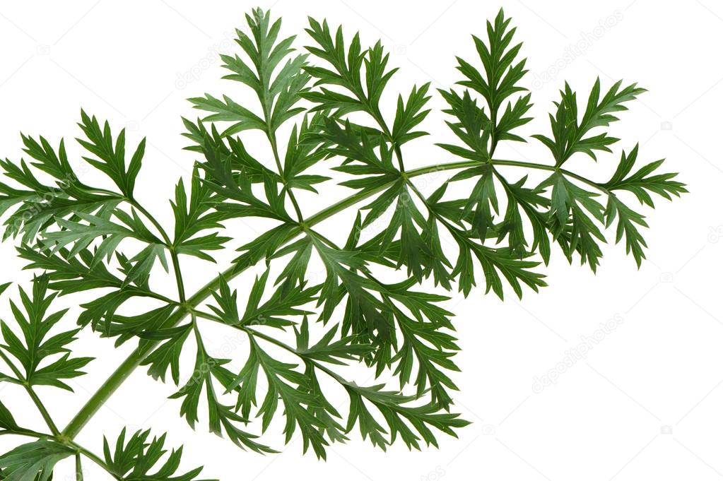 Carrot leaves — Stock Photo © jianghongyan 56813129