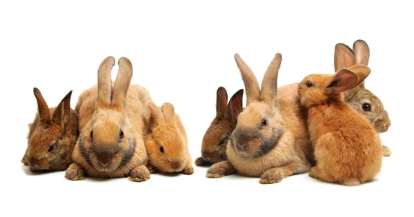 Furry rabbits — Stock Photo, Image