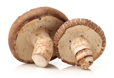 shiitake mantar