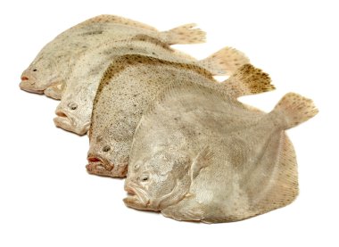 Turbot fish on white background clipart