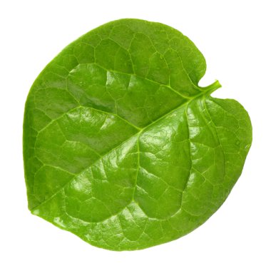 Taze malabar ıspanak yığını