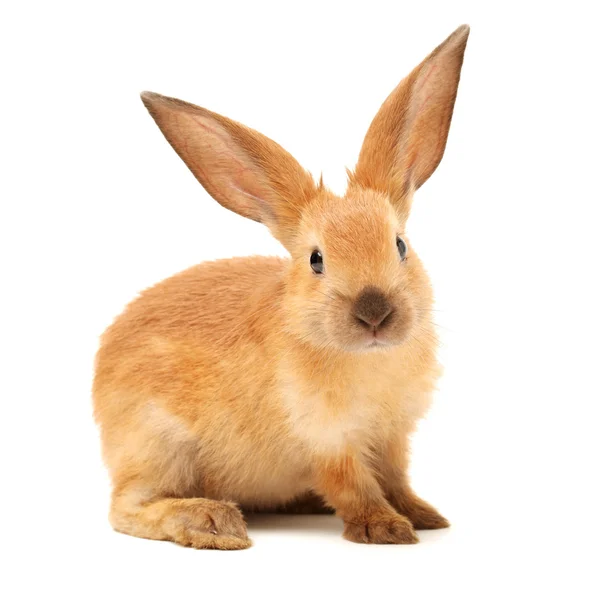 Furry rabbit — Stock Photo, Image