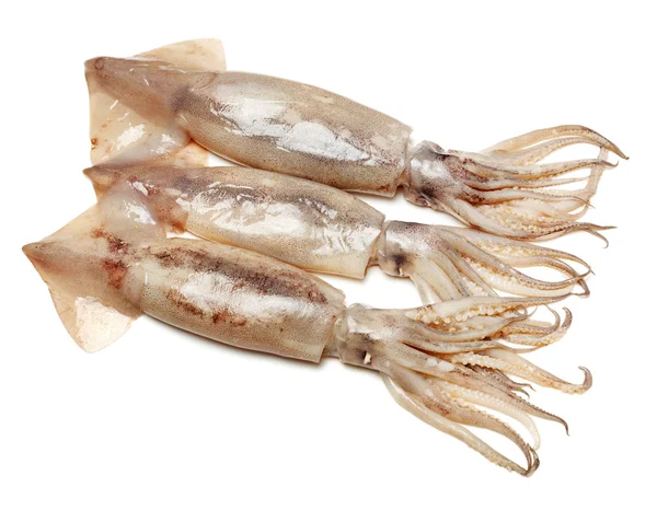 Nyfångad squid — Stockfoto