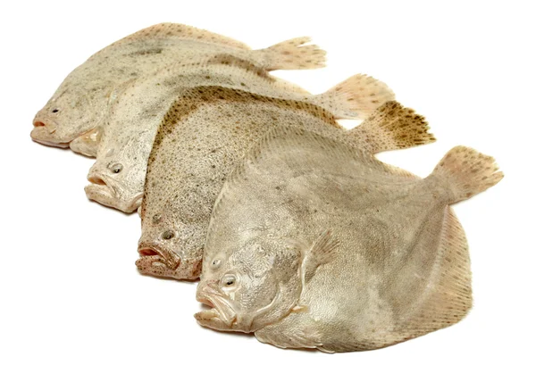 Piggvar fisk på vit bakgrund — Stockfoto