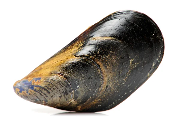 Fresh black mussel — Stock Photo, Image