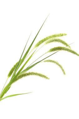 Taze yeşil bristlegrass