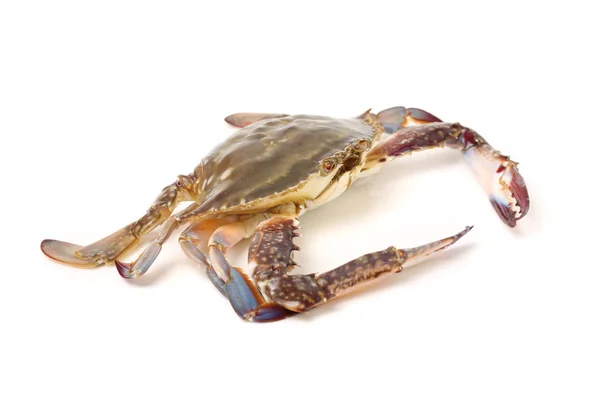 Färsk krabba — Stockfoto