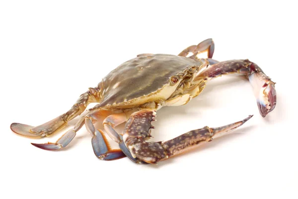 Färsk krabba — Stockfoto