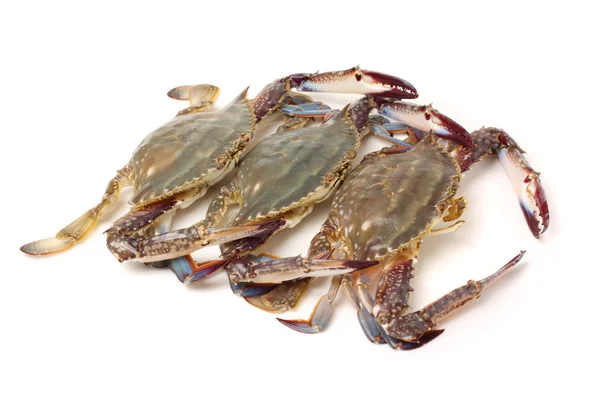 Fresh Crabs — Stock Photo, Image