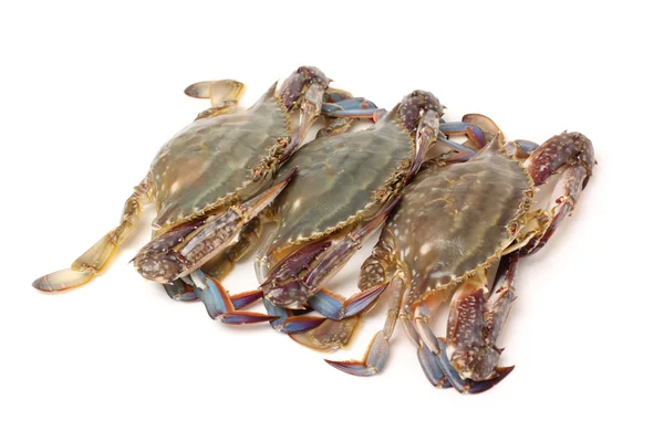 Fresh Crabs — Stock Photo, Image