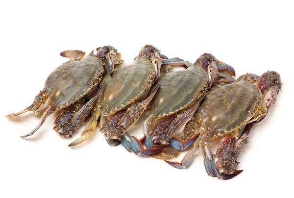 Frische Krabben — Stockfoto