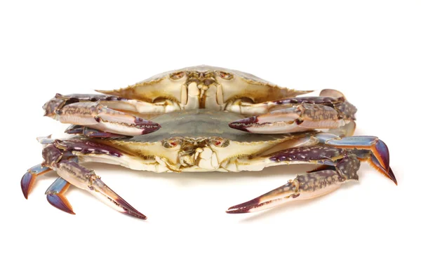 Fresh Crabs — Stock Photo, Image