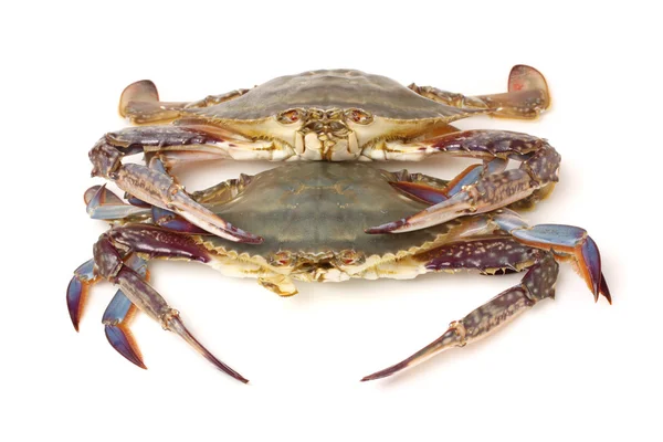 Fresh Crabs — Stock Photo, Image