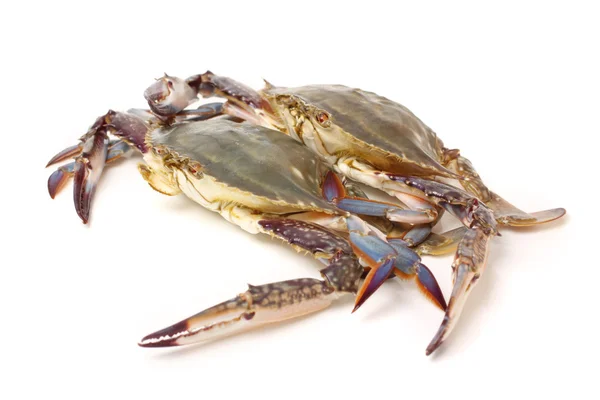 Fresh Crabs — Stock Photo, Image