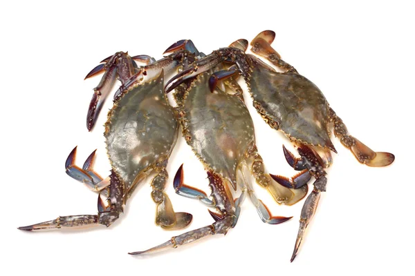 Färsk rå krabbor — Stockfoto