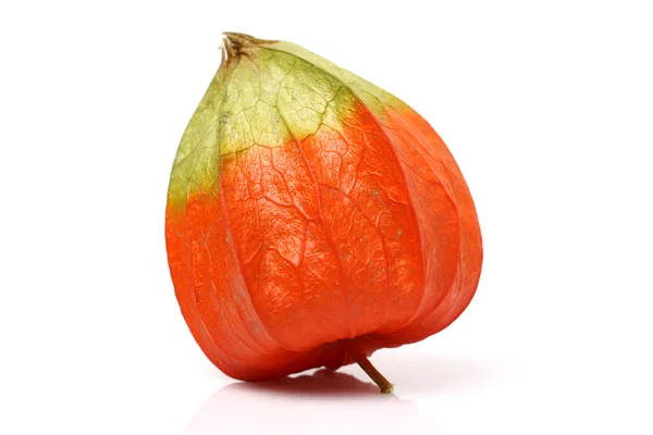 Rote Physalis — Stockfoto