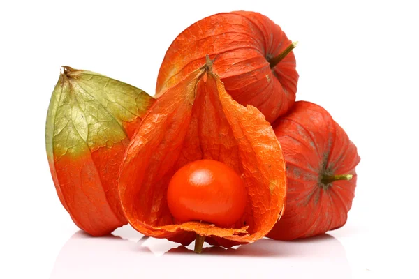 Rode physalis — Stockfoto