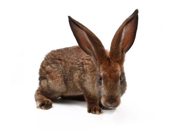 Furry rabbit — Stock Photo, Image