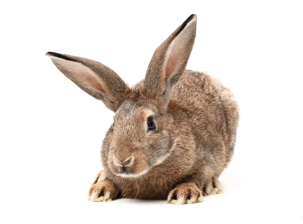 Lurviga kanin — Stockfoto