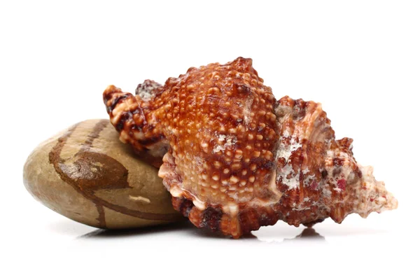 Conch and pebbles — Stock Photo, Image
