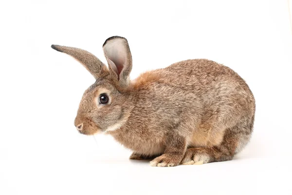 Graue Kaninchen — Stockfoto