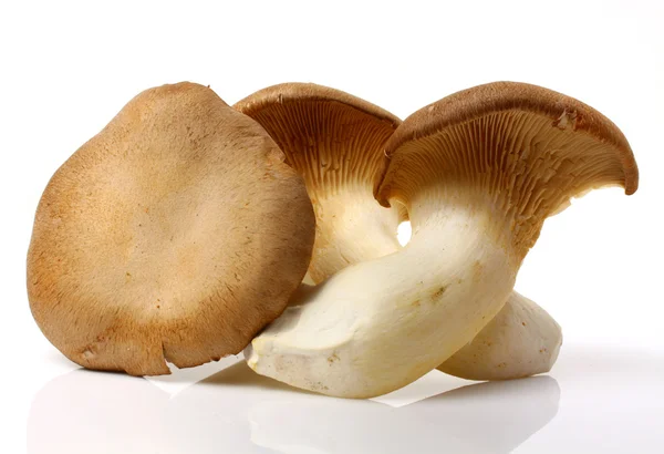 King oyster mushrooms — Stock Photo, Image