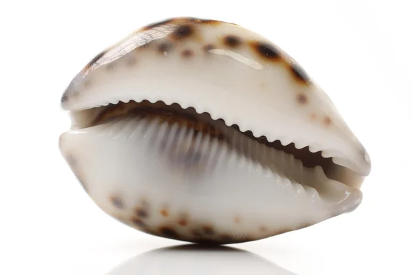 Colorful sea shell — Stock Photo, Image