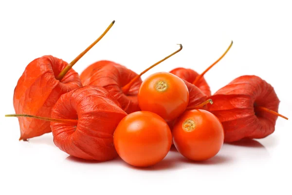 Physalis vermelho — Fotografia de Stock