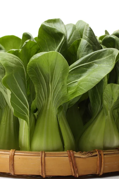 Pok Choi — Stock Photo, Image