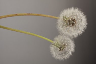 karahindiba çiçekler