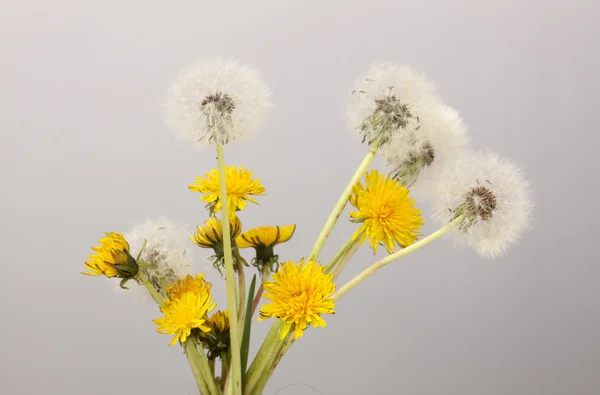 Karahindiba çiçekler — Stok fotoğraf