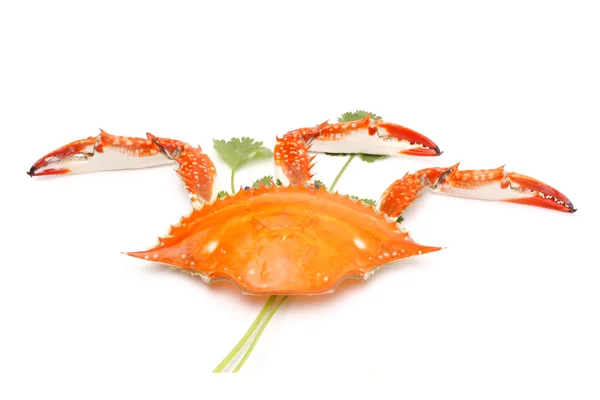 Cooked Crab — Stock Photo, Image