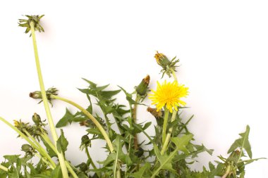 Karahindiba (karahindiba officinale)