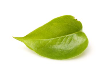 fil kulağı yaprak