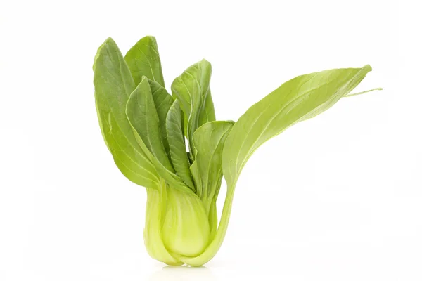 Pok Choi — Stock Photo, Image