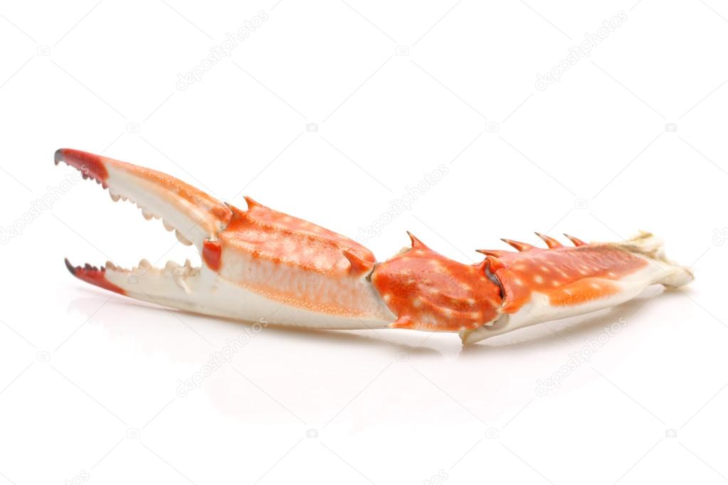 Crab Claw On White Background Stock Photo Image By C Jianghongyan Crab Claw On White Background Stock Photo Image By C Jianghongyan