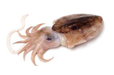 Raw cuttlefish clipart