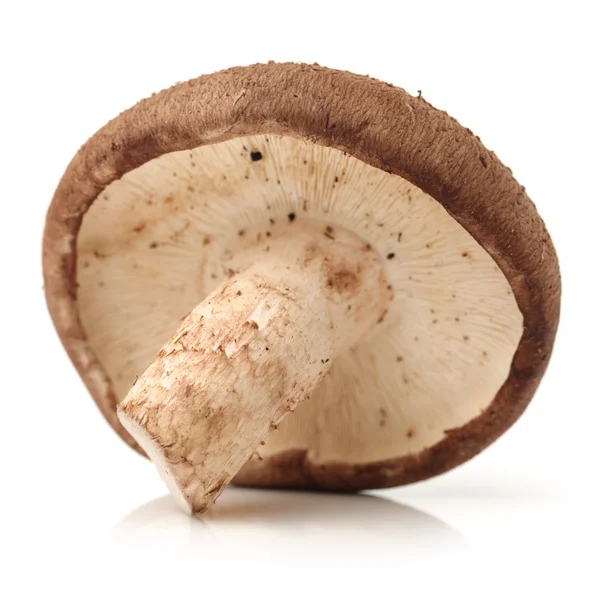 Één Shiitake paddestoelen — Stockfoto