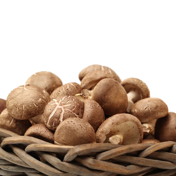 Shiitake mushrooms in a basket — Stock Photo, Image