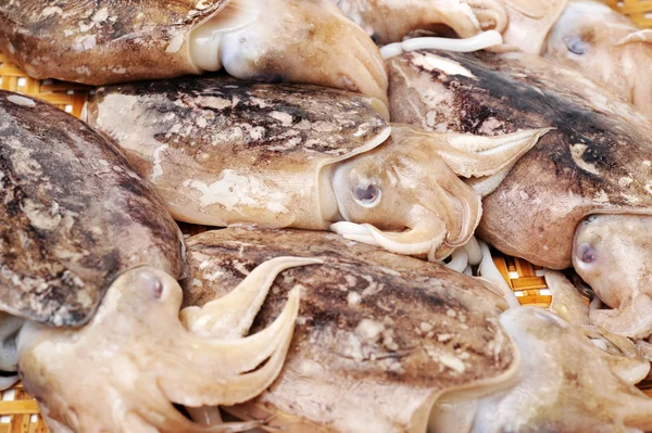 익 지 않는 오징어 — 스톡 사진