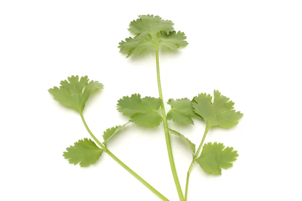 Fresh green parsley — Stock Photo, Image