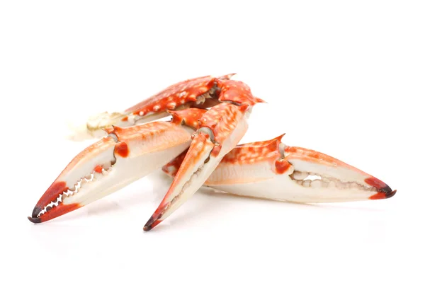 Pinces de crabe de mer — Photo