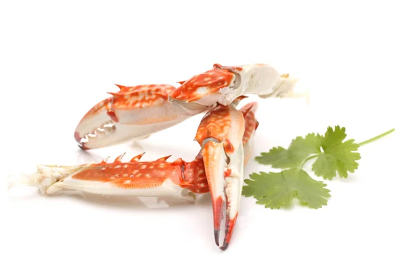 Sea crab claws — Stock Photo, Image