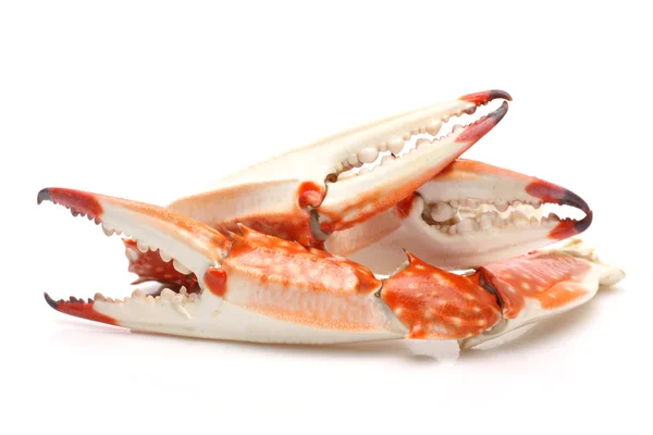 Pinces de crabe de mer — Photo