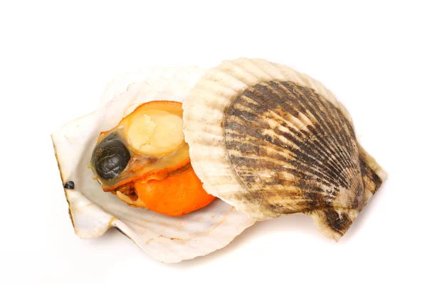 Gekochte Muscheln — Stockfoto