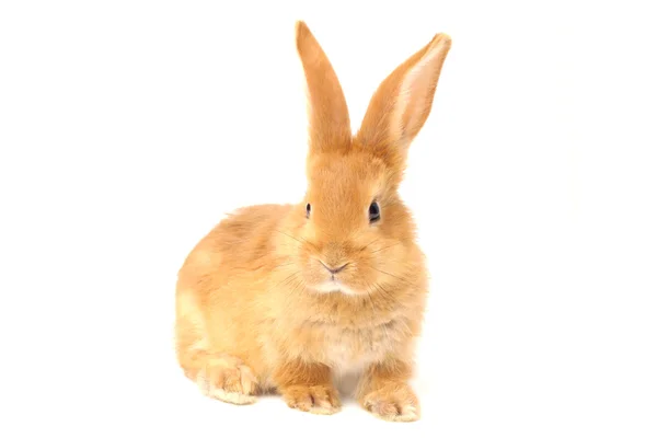 Furry rabbit — Stock Photo, Image