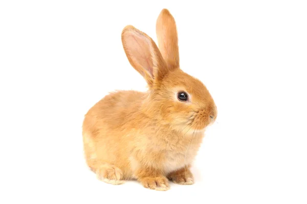 Furry rabbit — Stock Photo, Image