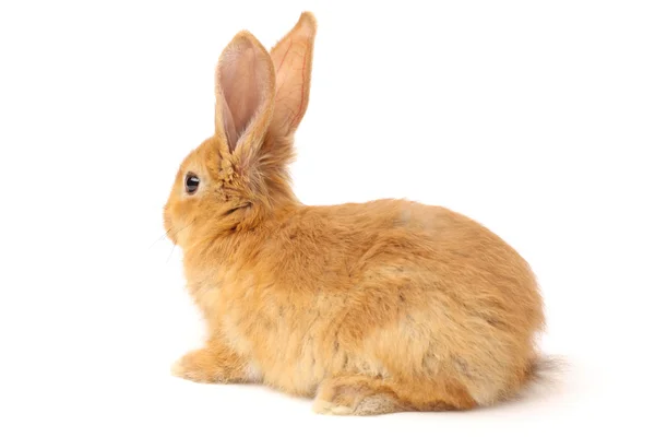 Furry rabbit — Stock Photo, Image