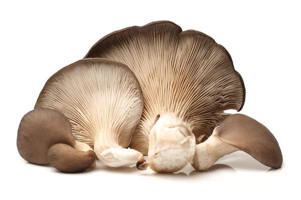 Oyster mushrooms — Stock Photo, Image