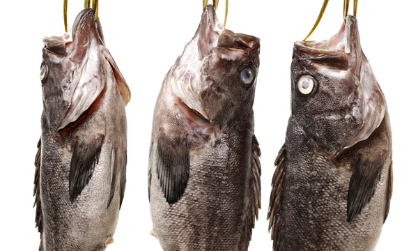 Fresh flathead fish — Stock Photo, Image